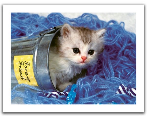 Pintoo (h1040) - "Kitten" - 300 pieces puzzle