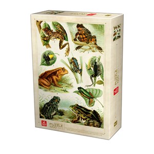 Deico (75703) - "Frogs" - 1000 pieces puzzle