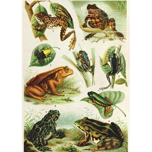 Deico (75703) - "Frogs" - 1000 pieces puzzle