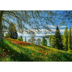 Schmidt Spiele (58967) - "Tulips Field, Mainau Island" - 1000 pieces puzzle