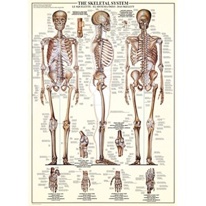 Eurographics (6000-3970) - "The Skeletal System" - 1000 pieces puzzle