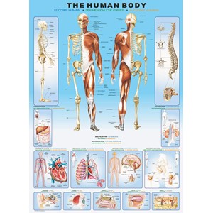 Eurographics (6000-1000) - "The Human Body" - 1000 pieces puzzle
