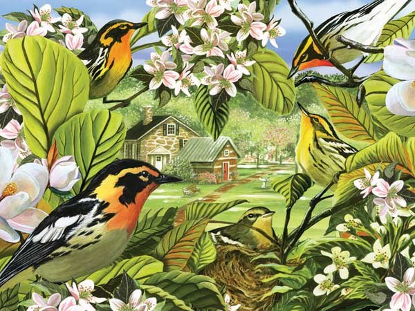 Cobble Hill (52037) - "Blackburnian Warblers" - 500 pieces puzzle