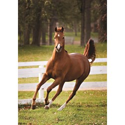 Jumbo (18538) - "Playful Foal" - 500 pieces puzzle