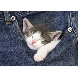 Educa (16735) - "Sweet Dreams" - 500 pieces puzzle