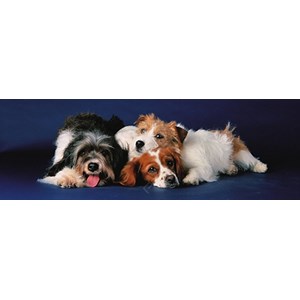 Eurographics (6005-4491) - "Dogs" - 750 pieces puzzle