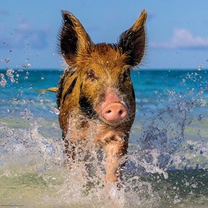 Heye (29746) - "Paradise Pig" - 1000 pieces puzzle