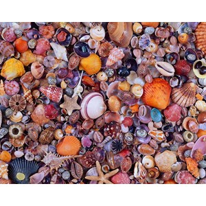 Piatnik (566349) - "Seashell" - 1000 pieces puzzle