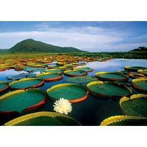 Heye (29593) - Alexander von Humboldt: "Victoria Lily" - 1000 pieces puzzle