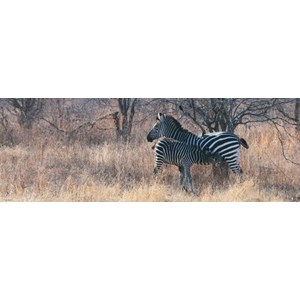 Heye (29469) - Alexander von Humboldt: "Feeding" - 1000 pieces puzzle