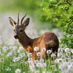 Heye (29748) - "Roebuck" - 1000 pieces puzzle