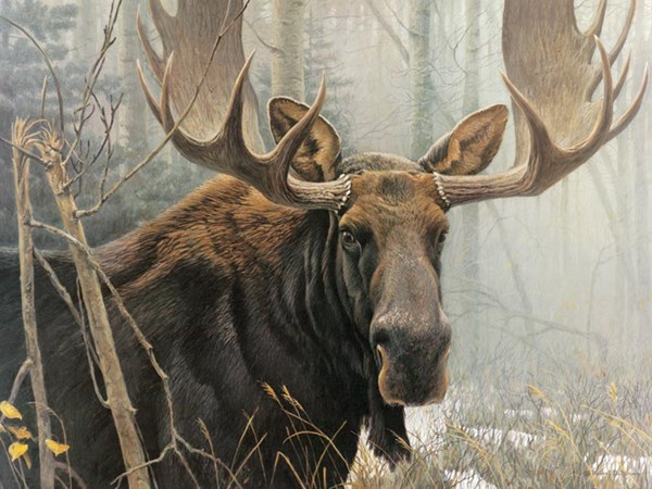 Cobble Hill (52080) - Robert Bateman: "Bull Moose" - 500 pieces puzzle