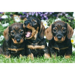 Schmidt Spiele (56499) - "Animals" - 26 48 pieces puzzle