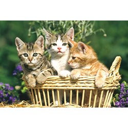 Schmidt Spiele (56499) - "Animals" - 26 48 pieces puzzle