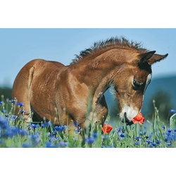 Schmidt Spiele (56499) - "Animals" - 26 48 pieces puzzle