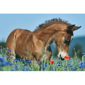 Schmidt Spiele (56499) - "Animals" - 26 48 pieces puzzle