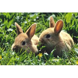 Schmidt Spiele (56499) - "Animals" - 26 48 pieces puzzle