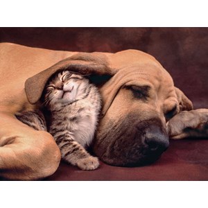 Clementoni (35020) - "Cuddles" - 500 pieces puzzle
