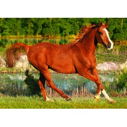 Trefl (371840) - "The Beauty Of Gallop" - 500 pieces puzzle