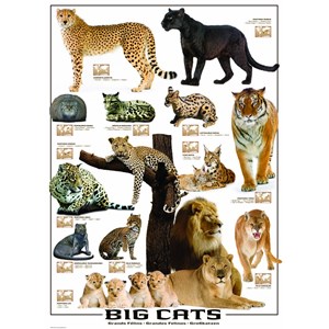 Eurographics (6000-0125) - "Big Cats" - 1000 pieces puzzle