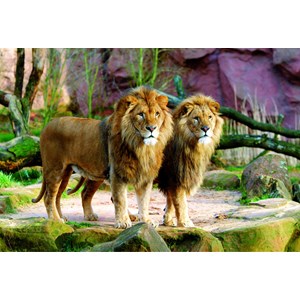 Trefl (260885) - "Lions" - 1500 pieces puzzle