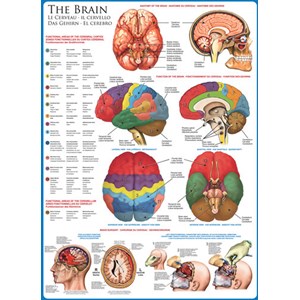 Eurographics (6000-0256) - "The Brain" - 1000 pieces puzzle