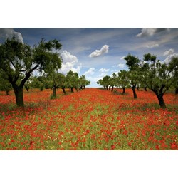 Educa (15992) - "Poppy Field" - 1000 pieces puzzle