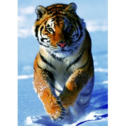 Trefl (37009) - "Snow Tiger" - 500 pieces puzzle