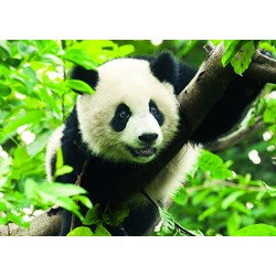 Trefl (37142) - "Giant Panda" - 500 pieces puzzle