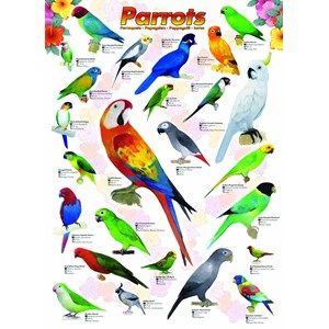 Eurographics (6000-0126) - "Parrots" - 1000 pieces puzzle