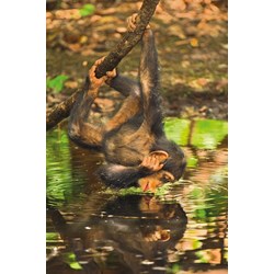 Clementoni (39301) - "Chimpanzee" - 1000 pieces puzzle