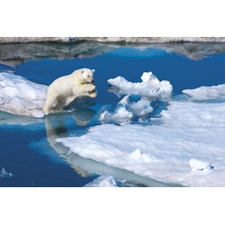 Clementoni (39304) - "Polar Bear" - 1000 pieces puzzle