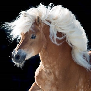 Heye (29630) - "Horse" - 100 pieces puzzle